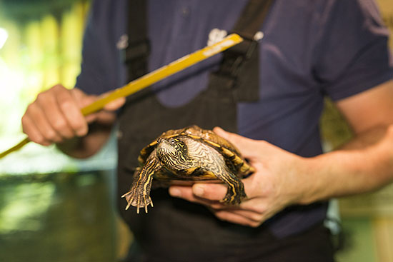 Schildkröten im SEA LIFE München bei der Zählung (©Foto: SEA LIFE München)